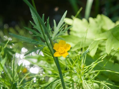 Renoncule âcre (Ranunculus acris)_6