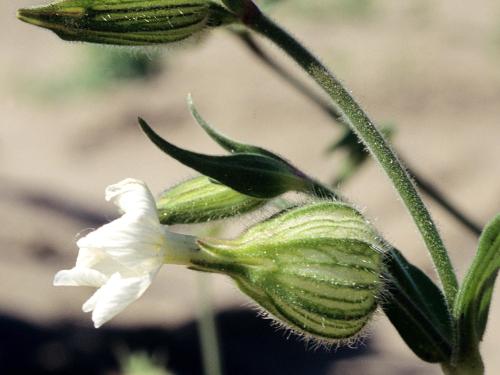 Lychnide blanche (Silene latifolia)_5