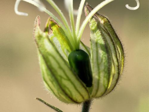 Lychnide blanche (Silene latifolia)_6