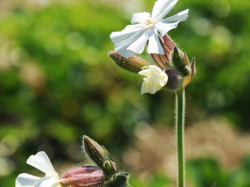 Lychnide blanche (Silene latifolia)_9