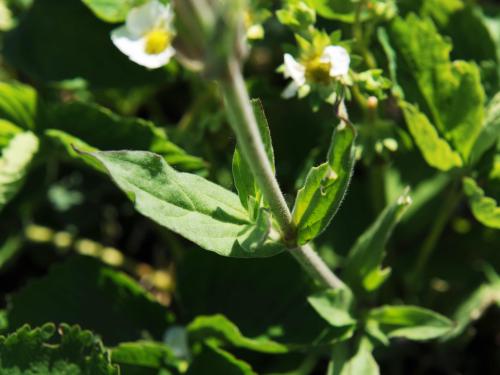 Lychnide blanche (Silene latifolia)_10