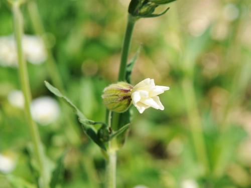 Lychnide blanche (Silene latifolia)_12