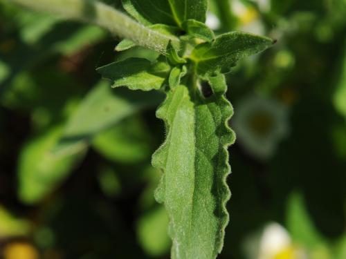 Lychnide blanche (Silene latifolia)_17