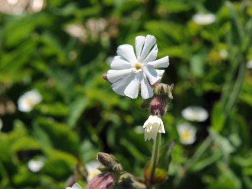 Lychnide blanche (Silene latifolia)_19