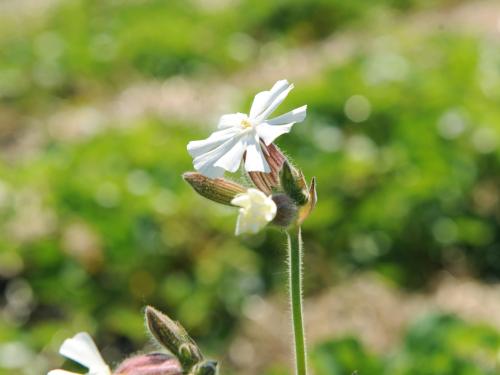 Lychnide blanche (Silene latifolia)_21