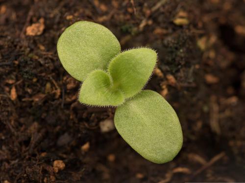 Lychnide blanche (Silene latifolia)_23