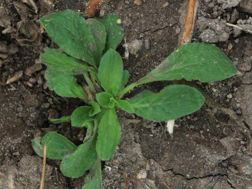 Lychnide blanche (Silene latifolia)_25