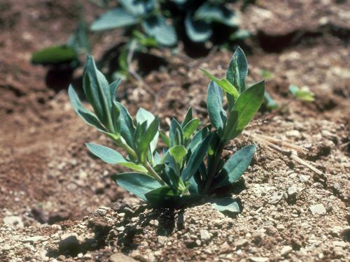 Silene enflé (Silene vulgaris)_7