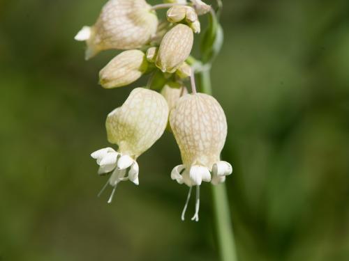 Silene enflé (Silene vulgaris)_12