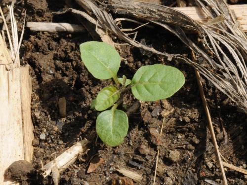 Morelle noire Est (Solanum ptychanthum)_1