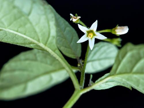 Morelle noire Est (Solanum ptychanthum)_13