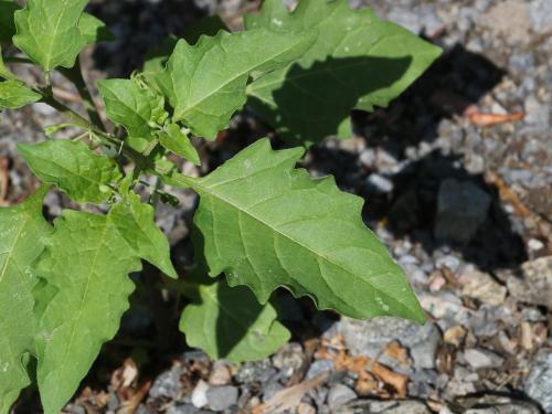 Morelle noire Est (Solanum ptychanthum)_29