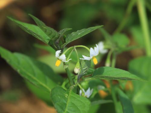 Morelle noire Est (Solanum ptychanthum)_32