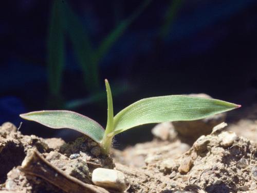 Panic automne (Panicum dichotomiflorum)_1