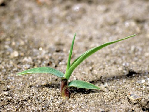 Panic automne (Panicum dichotomiflorum)_2