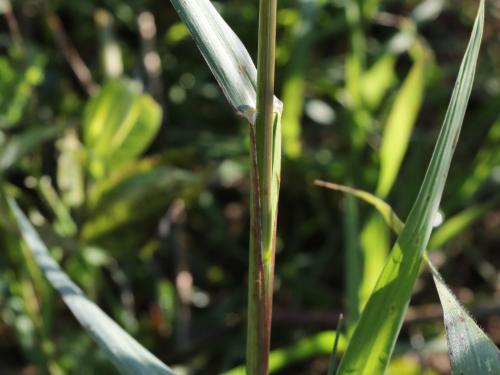 Panic automne (Panicum dichotomiflorum)_10