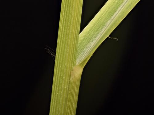 Panic automne (Panicum dichotomiflorum)_11