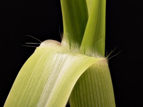 Panic automne (Panicum dichotomiflorum)_12