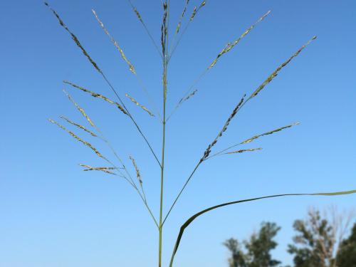 Panic automne (Panicum dichotomiflorum)_13