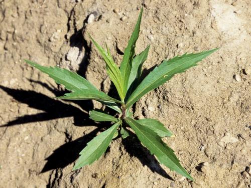 Verge d'or du Canada(Solidago canadensis)_4