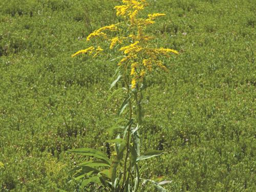 Verge d'or du Canada(Solidago canadensis)_6