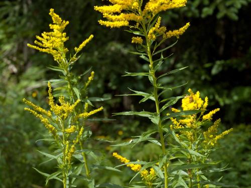 Verge d'or du Canada(Solidago canadensis)_12