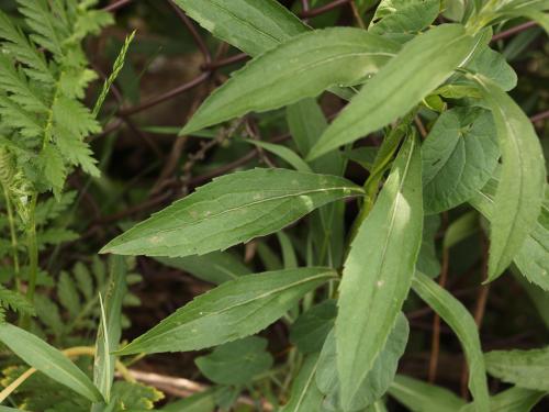 Verge d'or du Canada(Solidago canadensis)_18