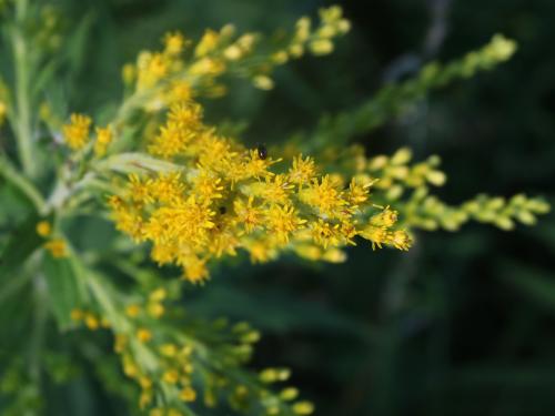 Verge d'or du Canada(Solidago canadensis)_20