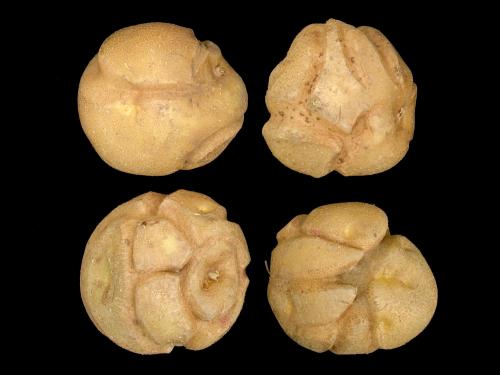 Pomme de terre - thifensulfuron-méthyle (2)_7