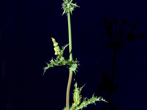 Laiteron rude (Sonchus asper)_6