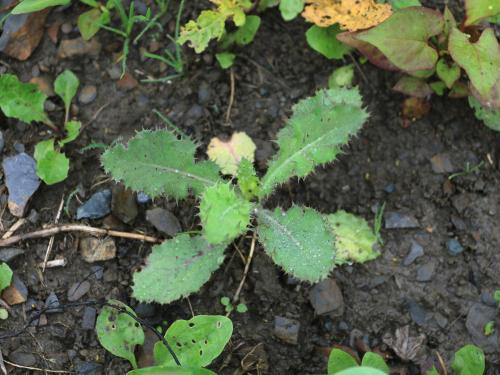 Laiteron rude (Sonchus asper)_12