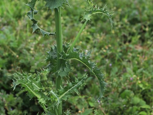 Laiteron rude (Sonchus asper)_13