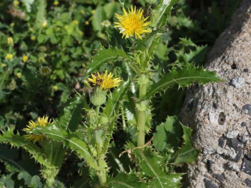 Laiteron rude (Sonchus asper)_15