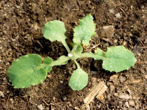 Laiteron potager (Sonchus oleraceus)_2