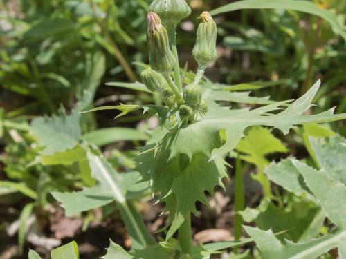 Laiteron potager (Sonchus oleraceus)_6