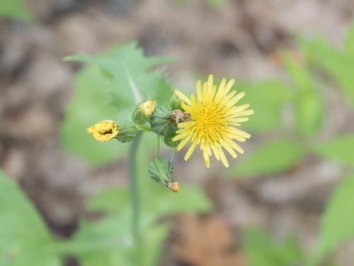 Laiteron potager (Sonchus oleraceus)_11