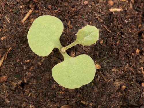 Laiteron potager (Sonchus oleraceus)_13