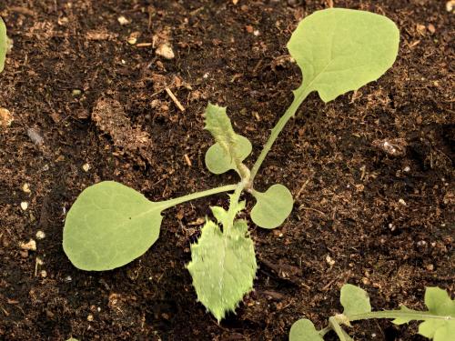 Laiteron potager (Sonchus oleraceus)_14