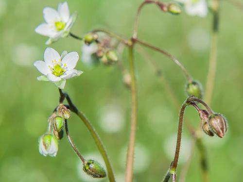 Spargoute des champs(Spergula arvensis)_16