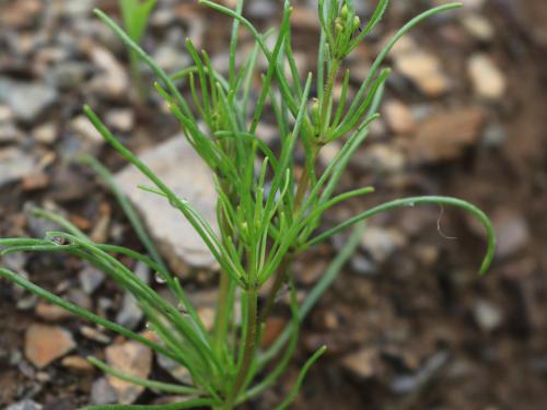 Spargoute des champs(Spergula arvensis)_20