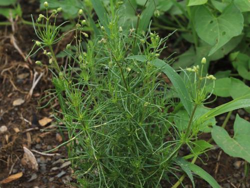 Spargoute des champs(Spergula arvensis)_22