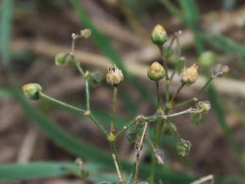 Spargoute des champs(Spergula arvensis)_24