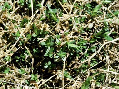 Stellaire à feuilles de graminée(Stellaria graminea)_3