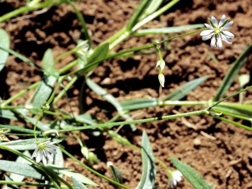 Stellaire à feuilles de graminée(Stellaria graminea)_4