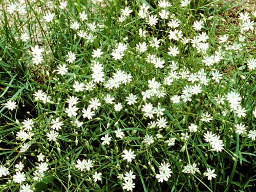 Stellaire à feuilles de graminée(Stellaria graminea)_6