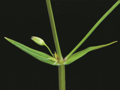 Stellaire à feuilles de graminée(Stellaria graminea)_11