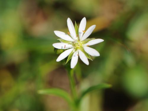 Stellaire à feuilles de graminée(Stellaria graminea)_22