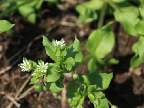 Stellaire moyenne(Stellaria media)_13