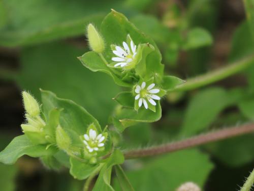 Stellaire moyenne(Stellaria media)_14