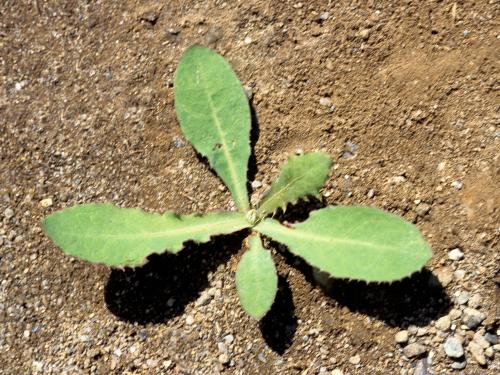 Laiteron champs (Sonchus arvensis)_2